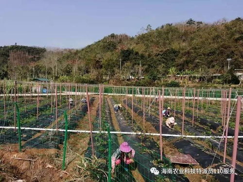 五指山市科技特派員 防疫生產兩手抓，農技服務助振興