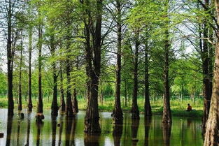 明山頭鎮 林蝦共生開辟生態農業新路子