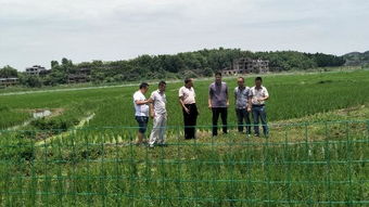 萬名農業科技人員服務現代農業，省級專家深入邵東助力農業園藝發展