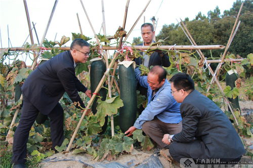農行欽州郊區支行 深耕種植產業金融服務，賦能農業園藝發展