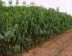 泰安開(kāi)發(fā)區(qū)鑫淼園藝場(chǎng) 農(nóng)業(yè)園藝服務(wù)熱賣(mài)促銷(xiāo)，規(guī)格、價(jià)格、廠家與供應(yīng)商一覽