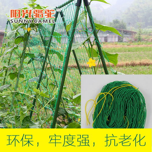 葡萄爬藤網與園藝支架 農業園藝服務的專業選擇