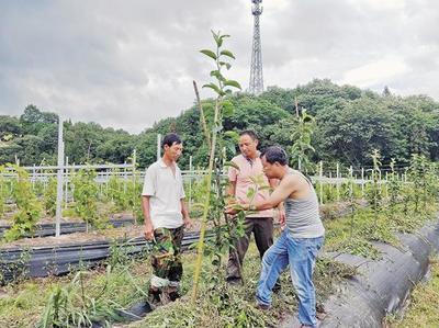 青年教師不能做服務“三農”的局外人——農業園藝服務的使命與行動