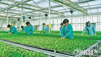 農業工廠 農業產業化新風向與園藝服務升級