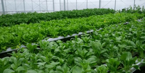 無土栽培 現代農業新寵，健康與安全的雙重考量