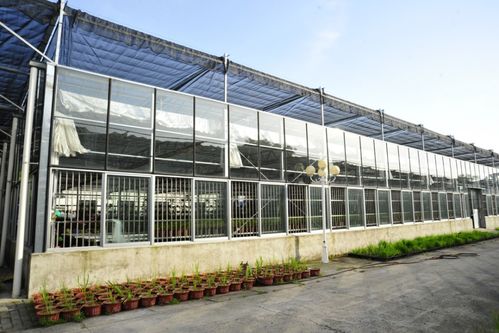 我省優異農業種質資源閃亮世界園藝博覽會，展現農業園藝服務新高度