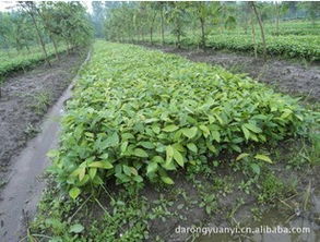 精品推薦 都江堰市達榮園藝場供應多種高質量天竹桂，盡在農苗網