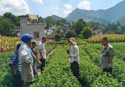 省人社廳組織高層次博士(后)專家團赴績溪，以農業園藝科技服務賦能鄉村振興