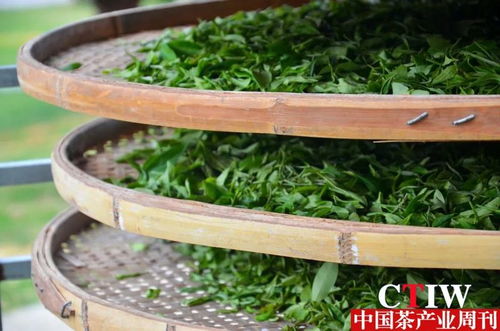 科技賦能茶產(chǎn)業(yè) 湖南農(nóng)大園藝學(xué)院博士團(tuán)赴福田茶場(chǎng)開(kāi)展技術(shù)示范與服務(wù)