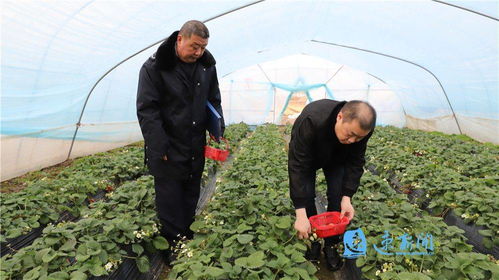 宿豫 織密農(nóng)產(chǎn)品質(zhì)量安全防護(hù)網(wǎng)，筑牢農(nóng)業(yè)園藝服務(wù)根基