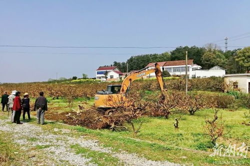 秀坪園藝場(chǎng) 農(nóng)旅融合繪就“最美橘鄉(xiāng)”新畫(huà)卷